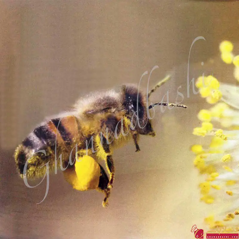 نخستین جشن روز جهانی زنبورعسل پس از 30 سال در تهران