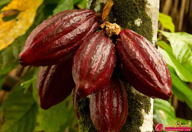 روز جهانی شکلات - درخت کاکائو